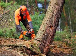 How Our Tree Care Process Works  in  Fair Oaks, VA